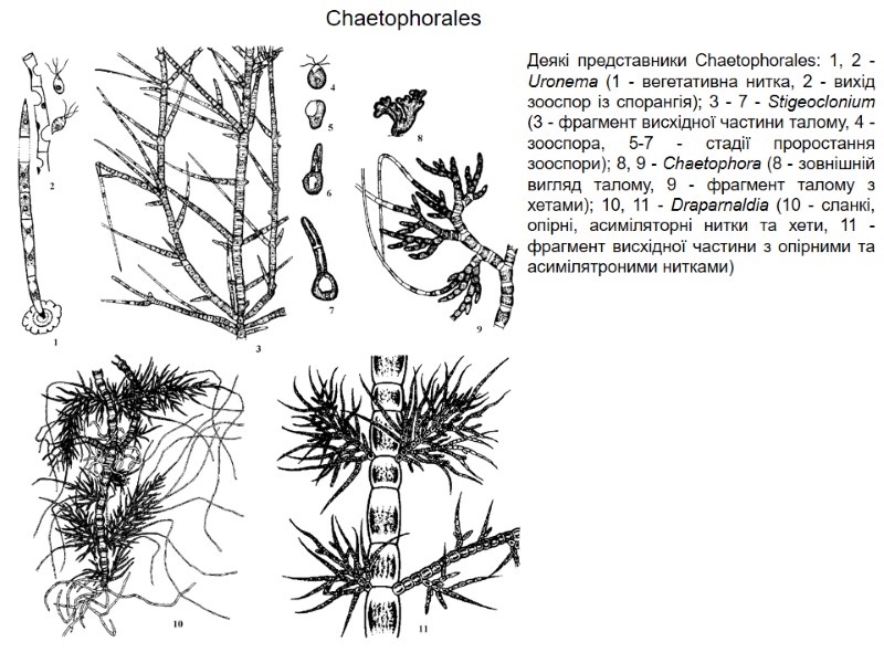 Chaetophorales  Деякі представники Chaetophorales: 1, 2 - Uronema (1 - вегетативна нитка, 2